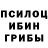 Галлюциногенные грибы Psilocybe Nick North