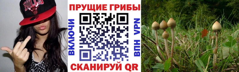 Псилоцибиновые грибы прущие грибы  Гуково 